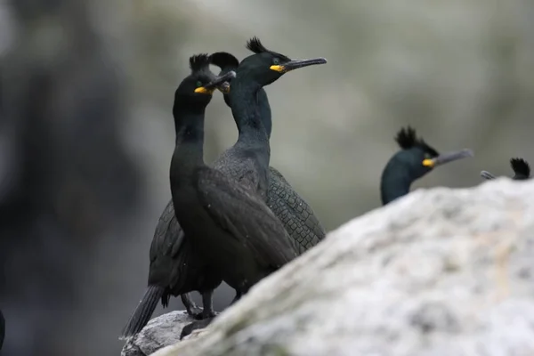 Europeu Shag Comum Shag Phalacrocorax Aristotelis Ilha Runde Norway — Fotografia de Stock