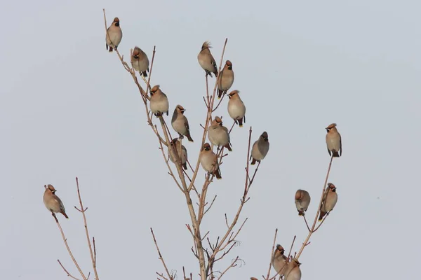 Boheemse Waxen Bombycilla Garrulus Duitsland — Stockfoto