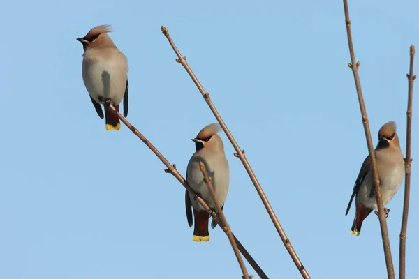 Bohemian Waxwing Bombycilla Garrulus Γερμανία — Φωτογραφία Αρχείου