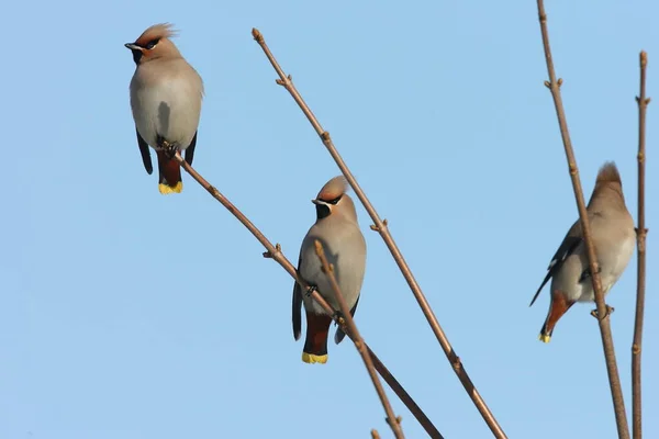 波希米亚蜡翼 Bombycilla Garrulus — 图库照片