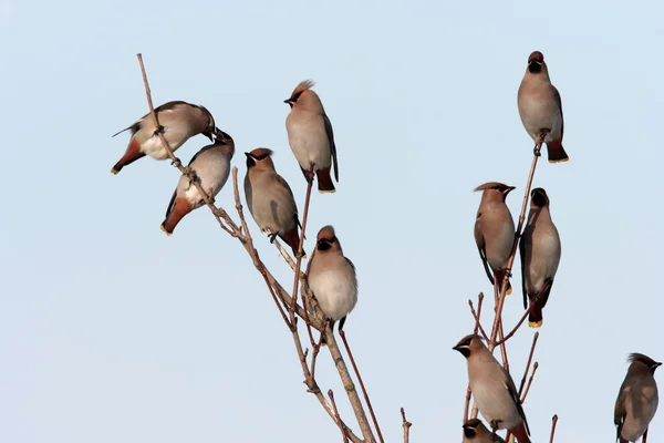 Boheemse Waxen Bombycilla Garrulus Duitsland — Stockfoto