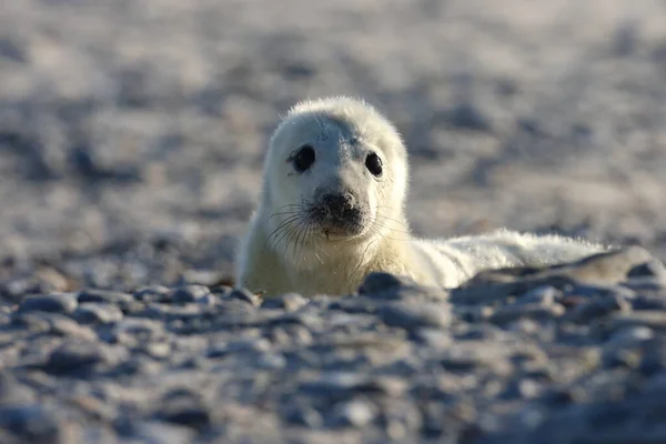 Gray Seal Halichoerus Grypus Pup Helgoland Γερμανία — Φωτογραφία Αρχείου