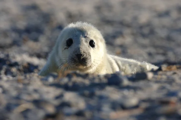 Selo Cinzento Halichoerus Grypus Filhote Cachorro Helgoland Alemanha — Fotografia de Stock