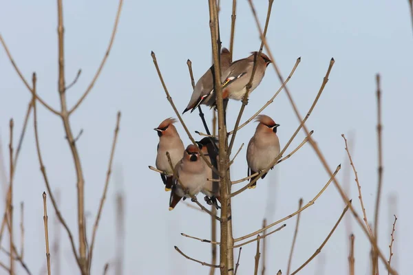 波希米亚蜡翼 Bombycilla Garrulus — 图库照片