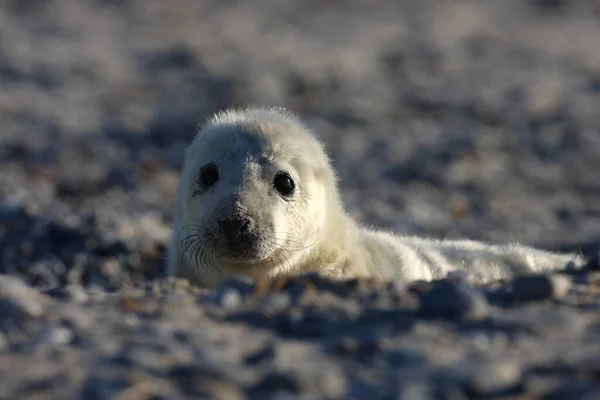 Gray Seal Halichoerus Grypus Pup Helgoland Γερμανία — Φωτογραφία Αρχείου