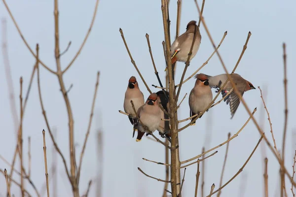 Boheemse Waxen Bombycilla Garrulus Duitsland — Stockfoto