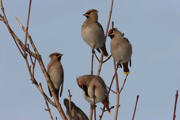 波希米亚蜡翼 Bombycilla Garrulus — 图库照片