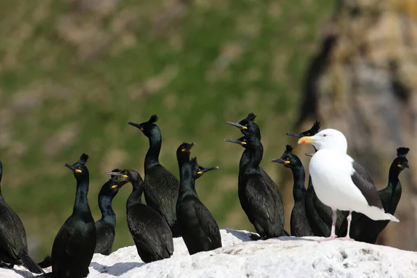 Europeu Shag Comum Shag Phalacrocorax Aristotelis Ilha Runde Norway — Fotografia de Stock