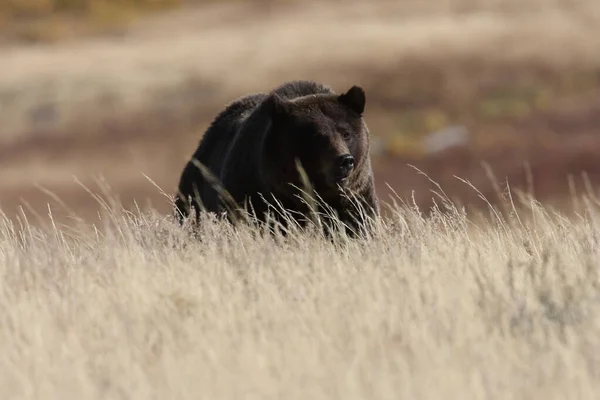 Grizzli Dans Vallée Lamar Dans Parc National Yellowstone Wyoming — Photo