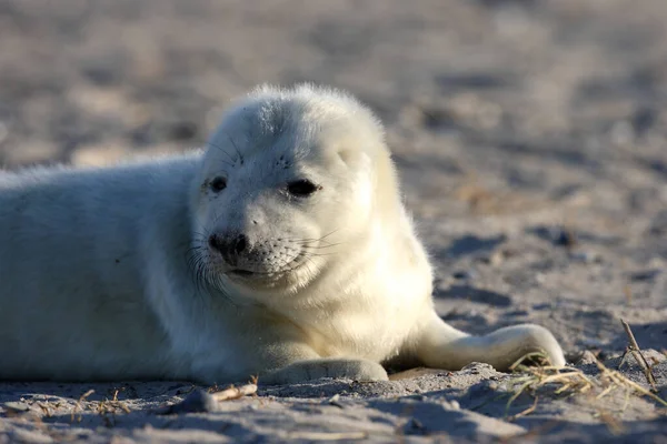 Gray Seal Halichoerus Grypus Pup Helgoland Duitsland — Stockfoto