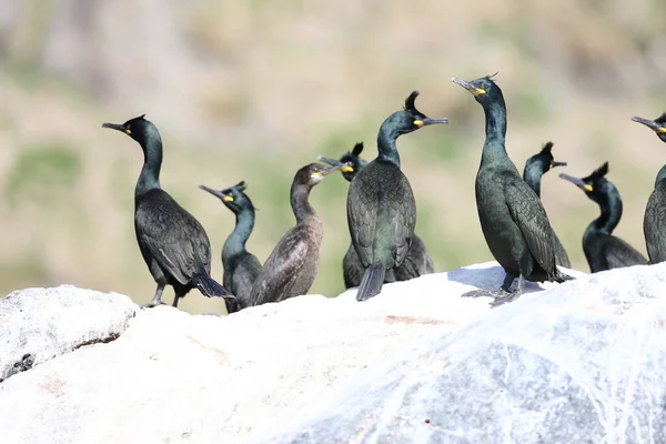 Europeu Shag Comum Shag Phalacrocorax Aristotelis Ilha Runde Norway — Fotografia de Stock