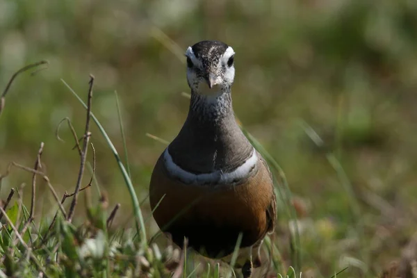 Eurasian Dotterel Charadrius Morinellus Helgoland Germany — Stock Photo, Image