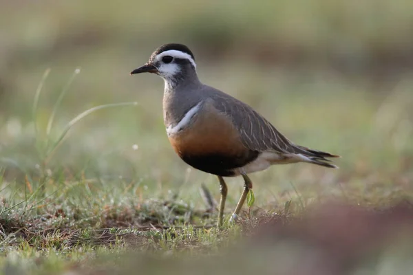 Eurasiática Charadrius Morinellus Helgoland Alemanha — Fotografia de Stock