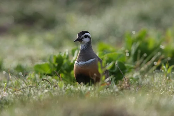 Eurasian Dotterel Charadrius Morinellus Helgoland Německo — Stock fotografie