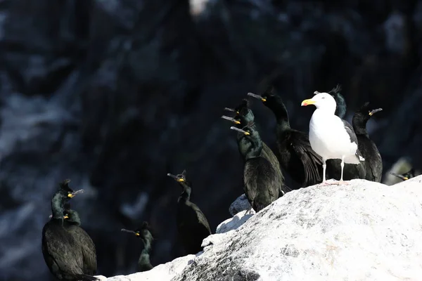 Follada Europea Follada Común Phalacrocorax Aristotelis Isla Runde Norway —  Fotos de Stock