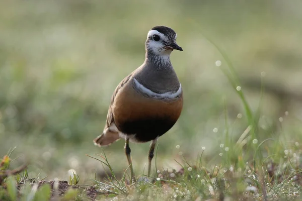 Dotterel Euroasiático Charadrius Morinellus Helgoland Alemania — Foto de Stock