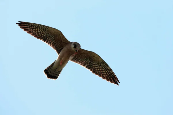 Rotfußfalke Helgoland Deutschland — Stockfoto