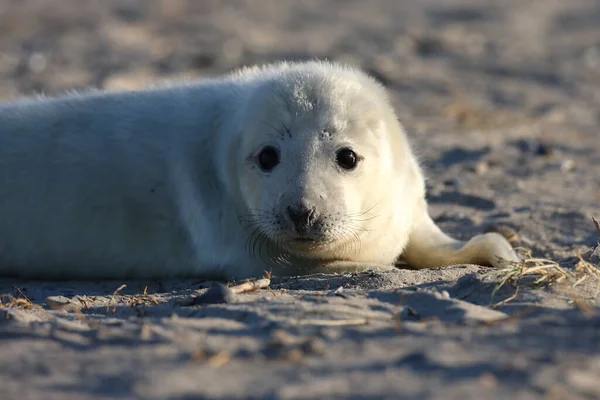 Gray Seal Halichoerus Grypus Pup Helgoland Německo — Stock fotografie