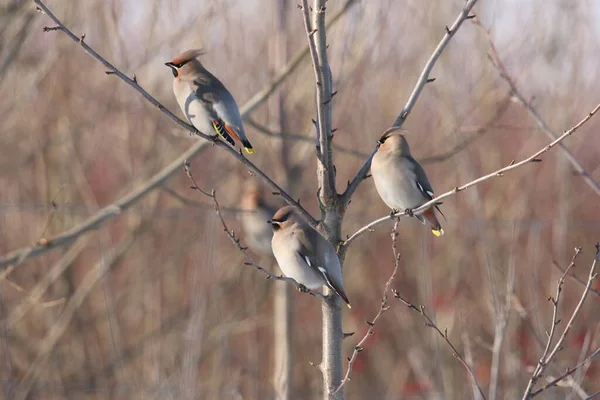 Bohemian Waxwing Bombycilla Garrulus Γερμανία — Φωτογραφία Αρχείου