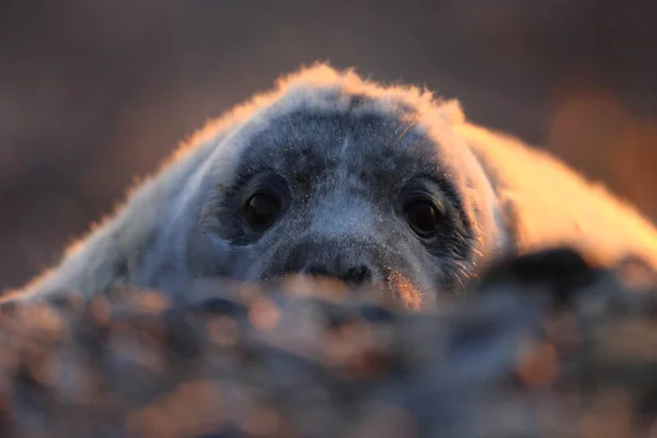 Grey Seal Halichoerus Grypus Pup Helgoland Germany — стокове фото