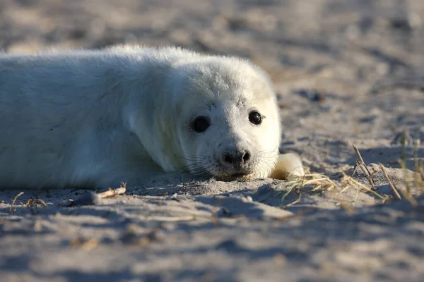 Halichoerus Grypus Pup Helgoland Germany — 스톡 사진