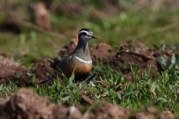 Евразийский Доттер Charadrius Morinellus Helgoland Германия — стоковое фото