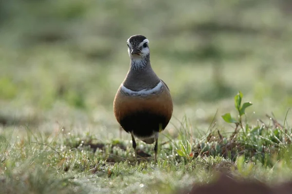 Euraziatische Dotterel Charadrius Morinellus Helgoland Duitsland — Stockfoto