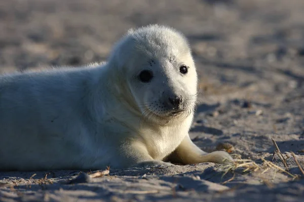 Grey Seal Halichoerus Grypus Pup Helgoland Germany — стокове фото