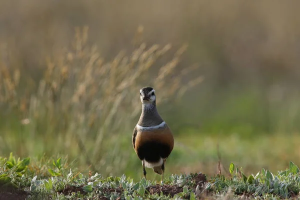 Euraziatische Dotterel Charadrius Morinellus Helgoland Duitsland — Stockfoto