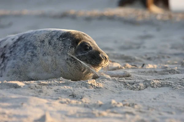 Grey Seal Halichoerus Grypus Pup Helgoland Germany — стокове фото