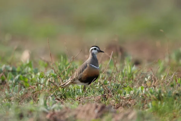 Eurasian Dotterel Charadrius Morinellus Helgoland Germany — стокове фото