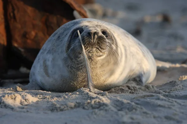 Grey Seal Halichoerus Grypus Pup Helgoland Germany — стокове фото