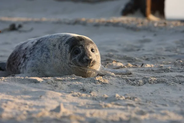 Gray Seal Halichoerus Grypus Pup Helgoland Duitsland — Stockfoto