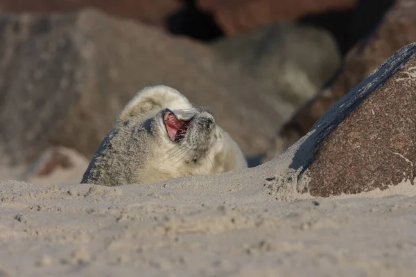 Grey Seal Halichoerus Grypus Pup Helgoland Germany — стокове фото