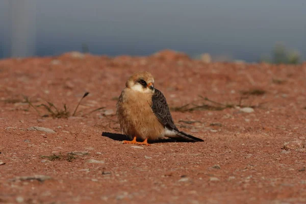 Red Footed Falcon Helgoland Germany — Stock Photo, Image