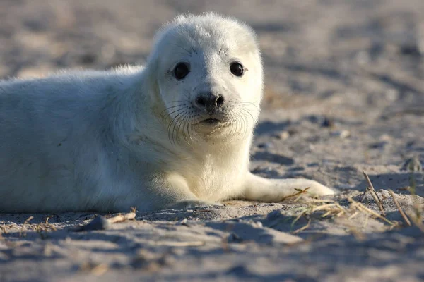 Gray Seal Halichoerus Grypus Pup Helgoland Germany — 图库照片