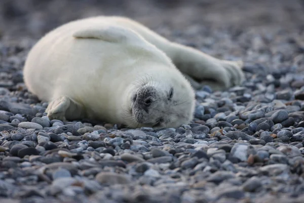 Gray Seal Halichoerus Grypus Pup Helgoland Germany — Stock Photo, Image