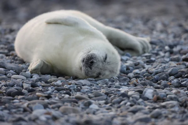 Grey Seal Halichoerus Grypus Pup Helgoland Germany — стокове фото