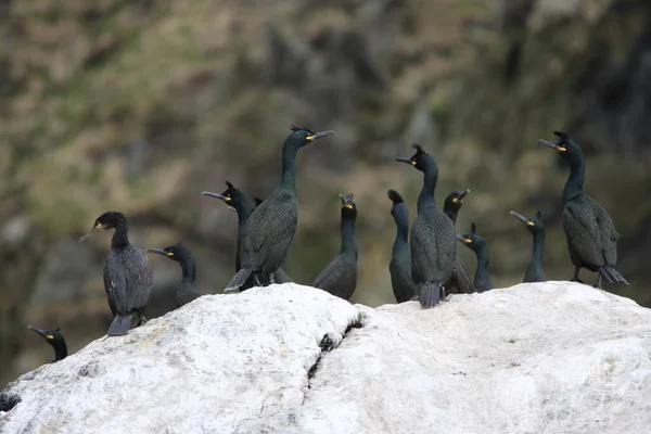 Europeu Shag Comum Shag Phalacrocorax Aristotelis Ilha Runde Norway — Fotografia de Stock