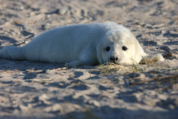 Gray Seal Halichoerus Grypus Pup Helgoland Germany — 图库照片