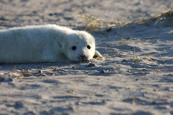 Gray Seal Halichoerus Grypus Pup Helgoland Γερμανία — Φωτογραφία Αρχείου