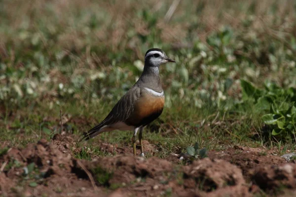 Dotterel Euroasiático Charadrius Morinellus Helgoland Alemania — Foto de Stock