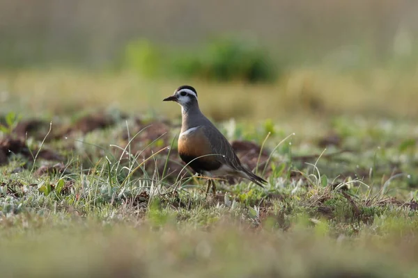 Eurasiatico Dotterel Charadrius Morinellus Helgoland Germania — Foto Stock