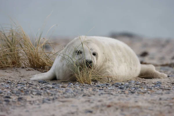 Sello Gris Halichoerus Grypus Pup Helgoland Alemania — Foto de Stock