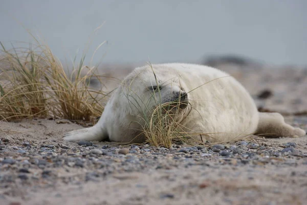 Gray Seal Halichoerus Grypus Pup Helgoland Německo — Stock fotografie