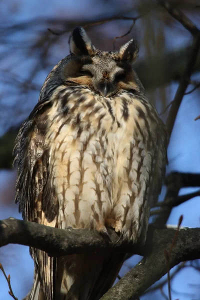 Long Eared Owl Asio Otus Sit Tree Germany — Stock Photo, Image