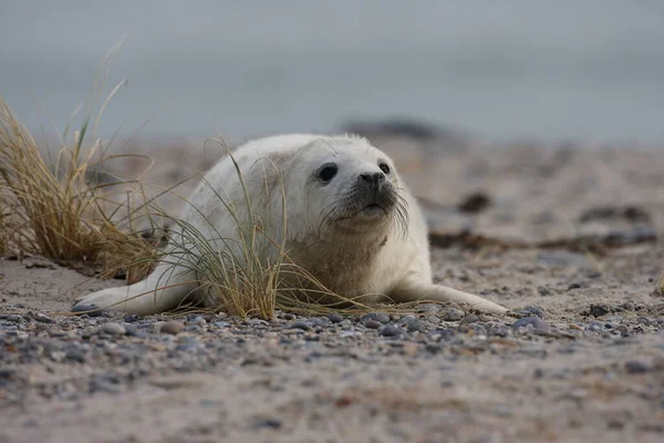 Grey Seal Halichoerus Grypus Pup Helgoland Germany — стокове фото