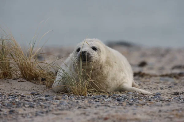 Sello Gris Halichoerus Grypus Pup Helgoland Alemania — Foto de Stock