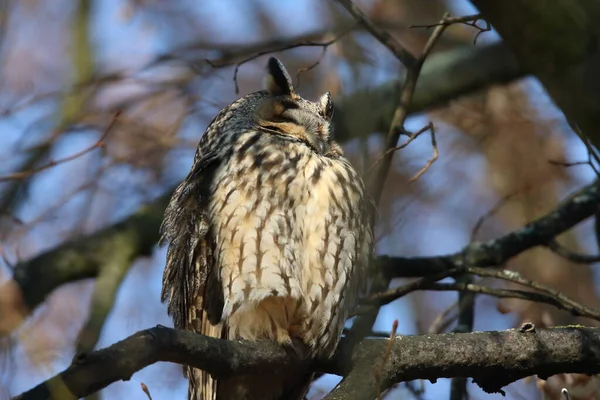 Búho Orejas Largas Asio Otus Sentarse Árbol Alemania — Foto de Stock