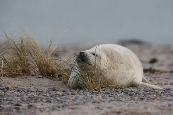 Gray Seal Halichoerus Grypus Pup Helgoland Γερμανία — Φωτογραφία Αρχείου